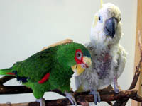Calypso & Stubbie - White-fronted Amazon and Lesser Sulphur-crested Cockatoo