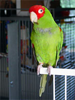 Coco - Cherry-headed Conure