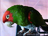 Jake - Cherry-headed Conure