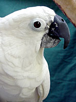 Angel - Umbrella Cockatoo (Photo © 2003 Tina McCormick)