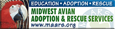 Midwest Avian Adoption & Rescue Services (MAARS) - Pet bird adoption, sanctuary, rescue, foster care, and education services for parrots and other captive exotic 'pet' birds. Based in Minneapolis - St. Paul (Twin Cities) area of Minnesota and serving Midwest