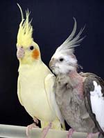 Frank and Frances - Cockatiel (Photo © 2003 Tina McCormick)