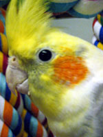 Victoria - Cockatiel (Photo © 2003 Tina McCormick)