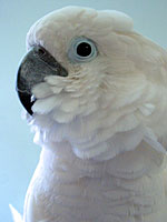 Andy - Umbrella Cockatoo (Photo © 2003 Tina McCormick)