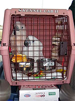 Moluccan Cockatoo, Rio, and Umbrella Cockatoo, Buckley, saddle up for their journey from Minneapolis to San Antonio to their new sanctuary home at Wildlife Rescue & Rehabilitation.