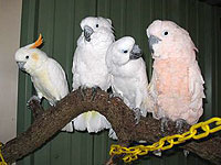 Buckley and Rio make friends with their new cockatoo companions.