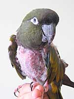 Budd - Patagonian Conure (Photo © 2003 Tina McCormick)