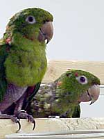 Evita and Miguel - Cuban Conures (Photo © 2003 Tina McCormick)