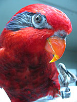 Salsa - Blue-streaked Lory (Photo © 2003 Tina McCormick)