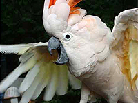 Aggression and loud noise are the fourth most common reason that birds are surrendered to MAARS. (Photo by Dee Thompson)